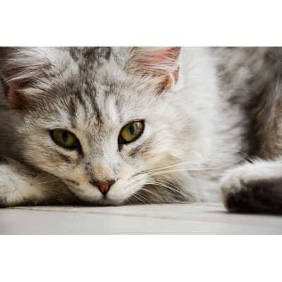 " Maine Coon Cat "