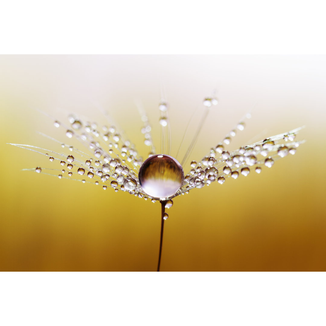 Oley Dandelion And Dew - Wrapped Canvas Print