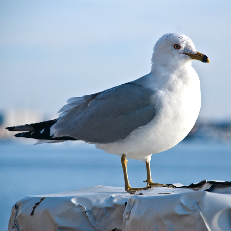 Seagull 2 - Wrapped Canvas Print, 51cm H x 51cm W x 3.8cm D