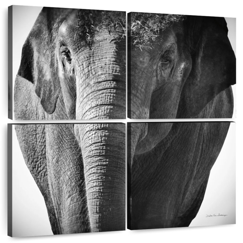 Brampt Elephant BW III