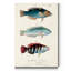 Antique Fish Trio III - impression sur toile tendue-1773610562
