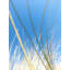 Dune Grasses Print by Petra Trimmel-65779045-132519824