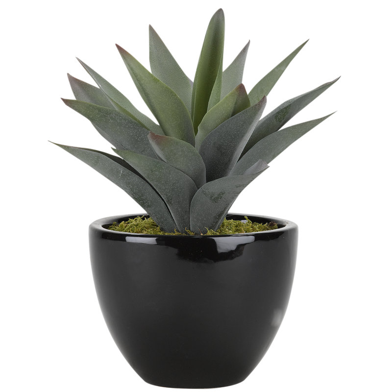 Plante grasse en pot Aloe