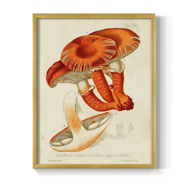 Reproduction encadrée Mushroom Variétés VII - bois massif, Or, H 10 po x l 8 po
