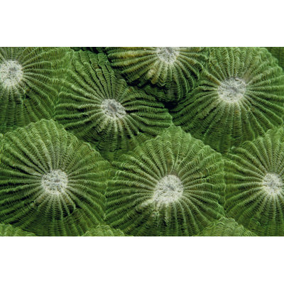 Greenlicious - Thailand 1 Piece Wrapped Canvas Wall Art