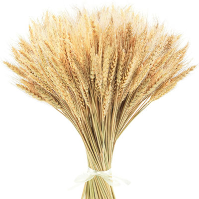 150 Stems Dried Wheat Sheaves Stalks Bouquet Bundles, Natural Ear of Wheat Grain Flowers Dry Grass Bunch DIY Arrangements for Home Wedding Store Decorative