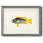 Collection de poissons tropicaux V-1194764184-1194764187
