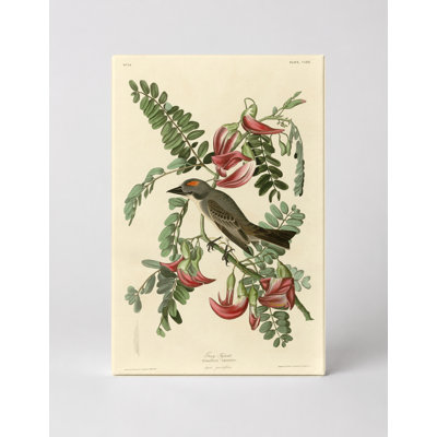Gray Tyrant, Plate CLXX (1827–1838) — Portrait Canvas Wall Art
