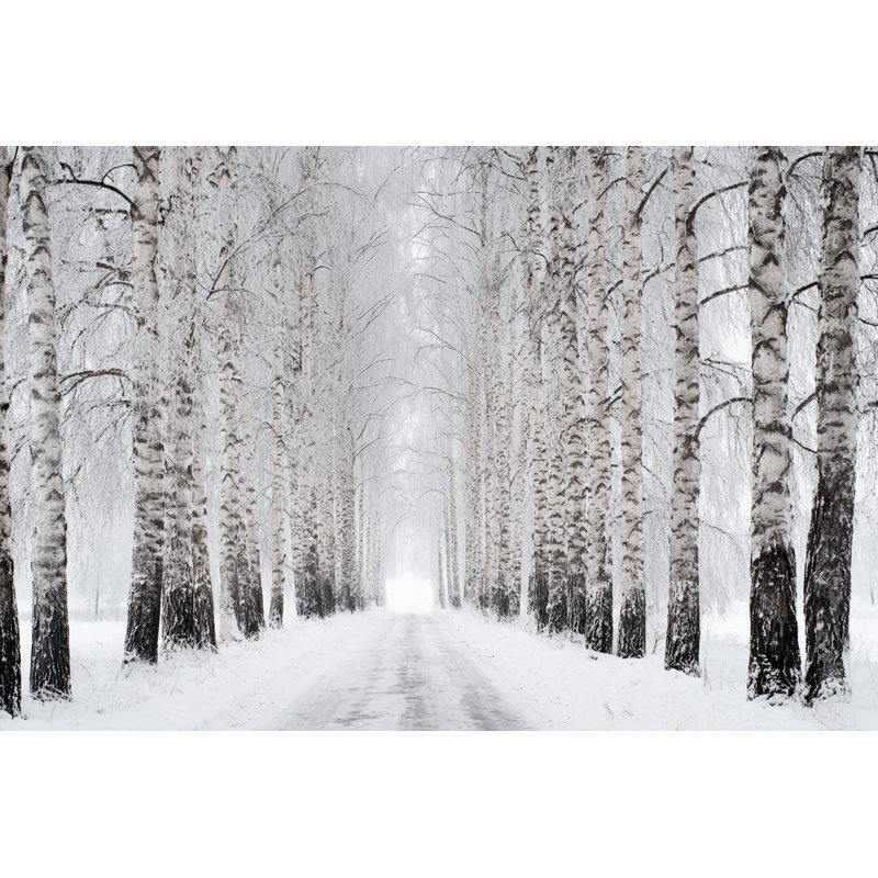 Winter Birch Path Wrapped Canvas Wall Art, 12"x16"
