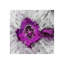 Luminous Sphereoid IX Print by Zoey Riley-27124704-27124709