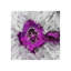 Luminous Sphereoid IX Print by Zoey Riley-27124708-27124704