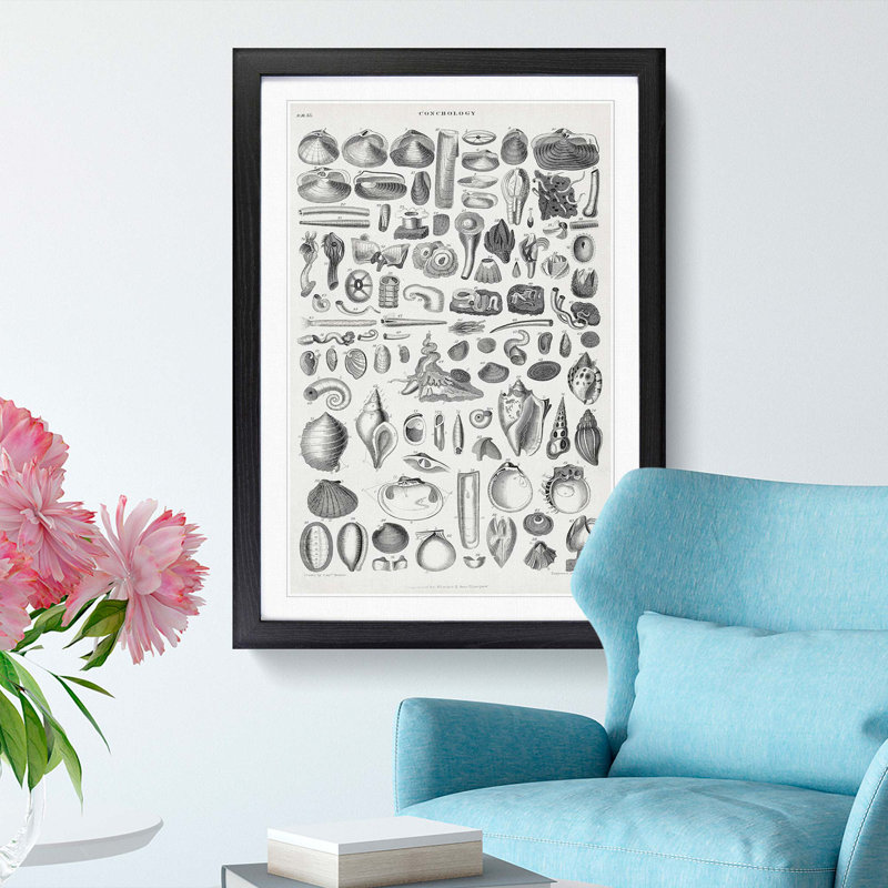 Study of Mollusc Shells by Oliver Goldsmith - Framed Print, 87cm H x 62cm W x 2cm D, Black Framed
