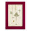 Fern Study II, reproduction d'art encadrée-90582739-90582740