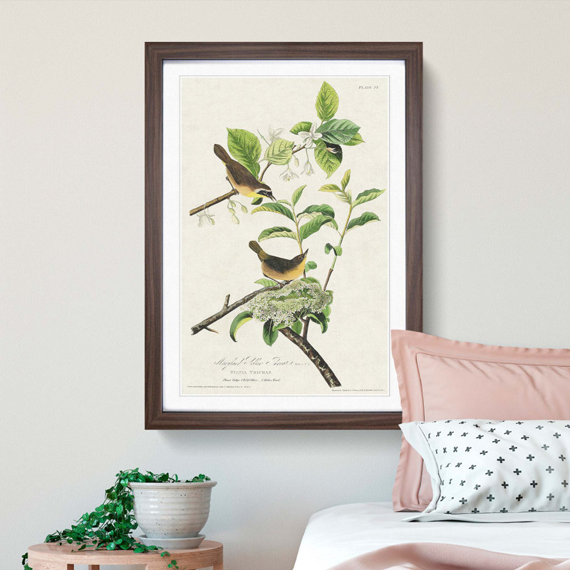 Yellow-Breasted Warbler Birds by John James Audubon - Picture Frame Graphic Art Print, Walnut Framed, 36cm H x 27cm W x 2cm D