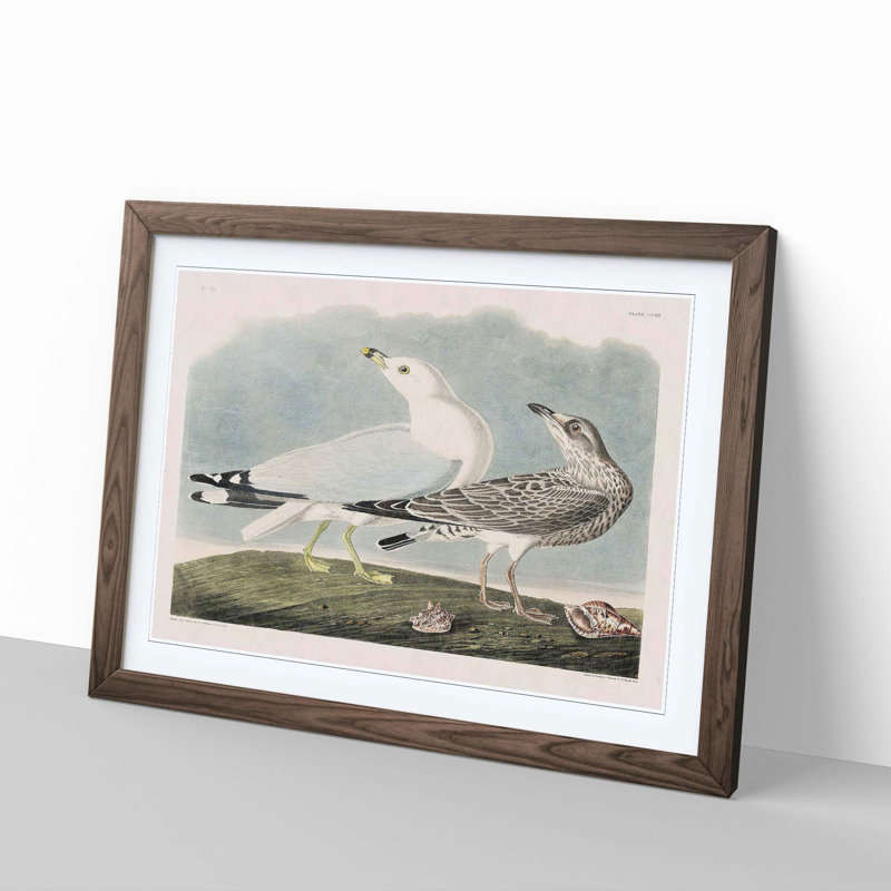 Common American Gulls by John Audubon - Picture Frame Painting, 48cm H x 65cm W x 2cm D, Walnut Framed
