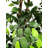 78" H Silk Artificial Ficus Tree