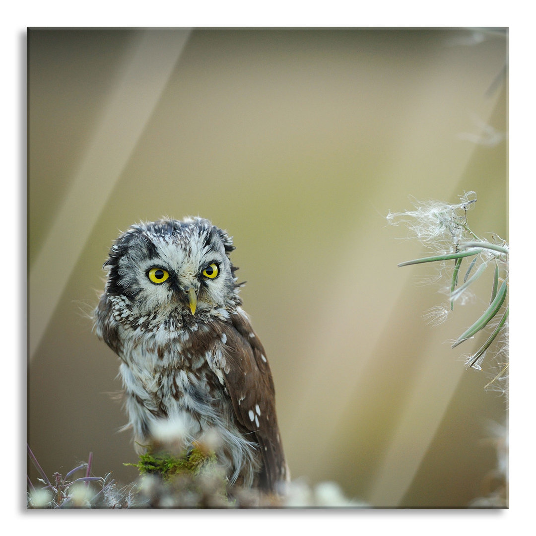 Ungerahmtes Foto auf Glas "Owl Admiring Leaf"