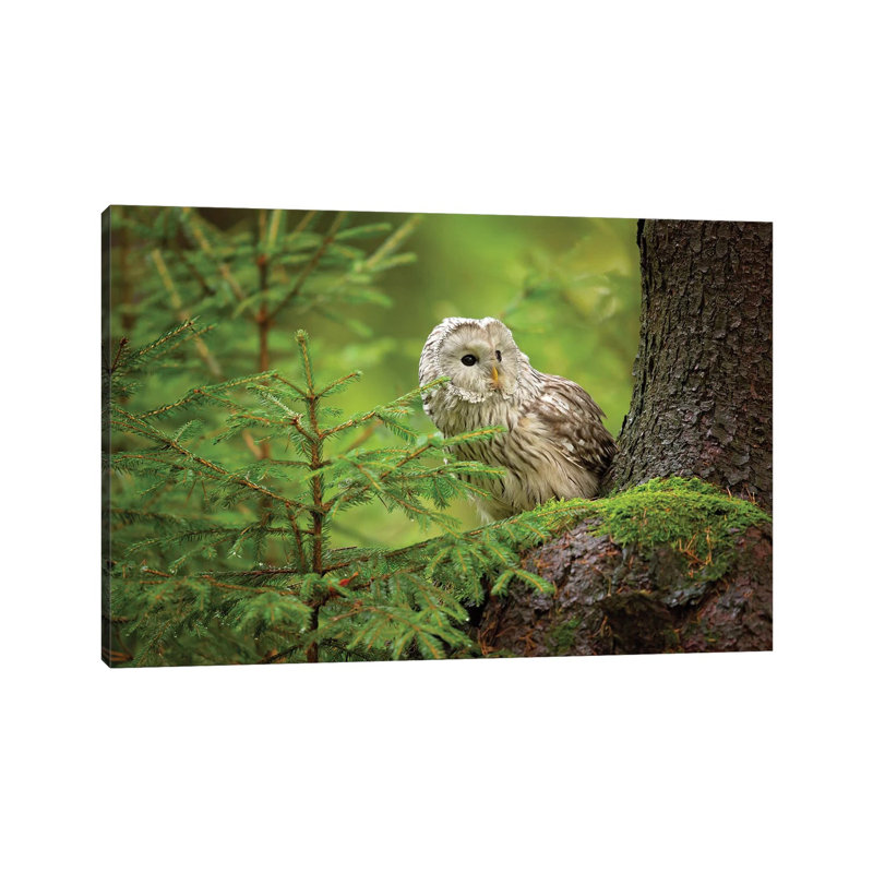 Ural Owl by Milan Zygmunt - Wrapped Canvas Gallery-Wrapped Canvas Giclée, 20.32 cm H x 30.48 cm W