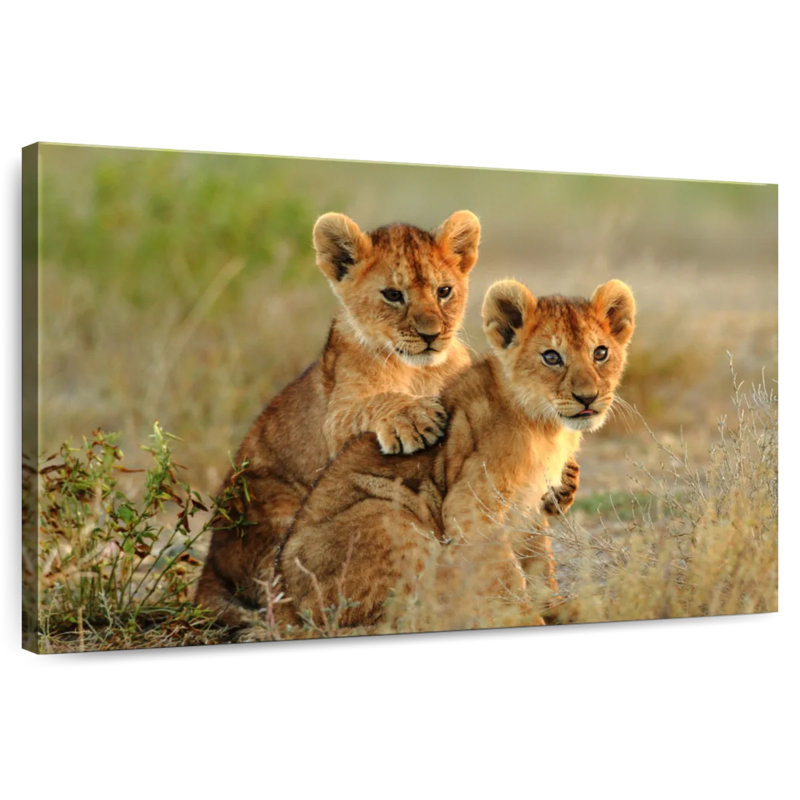 Brampt Baby Lions, 8" H x 12" W