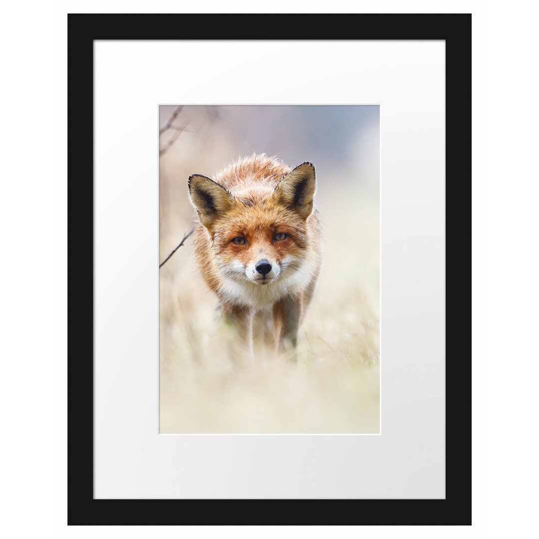 Gerahmtes Poster Schleichender fuchs