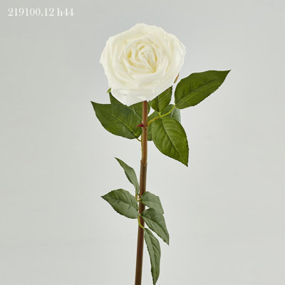 Roses Rosa Marta Ramo