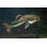 Redtail Catfish - Photographie sur toile tendue