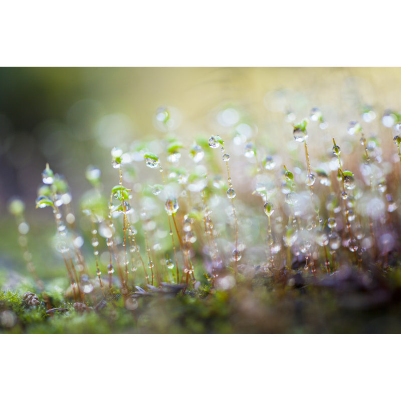 Green Sprout Growing par Oluolu3, H 24 po x l 36 po