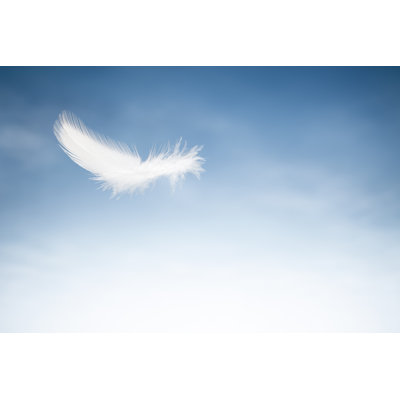 Flying Bird Feather by Thomasvogel