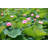 Lotus Pond - Wrapped Canvas Print-737936778