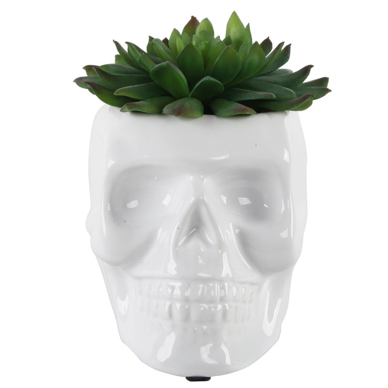 Plante succulent de bureau en pot, Blanc