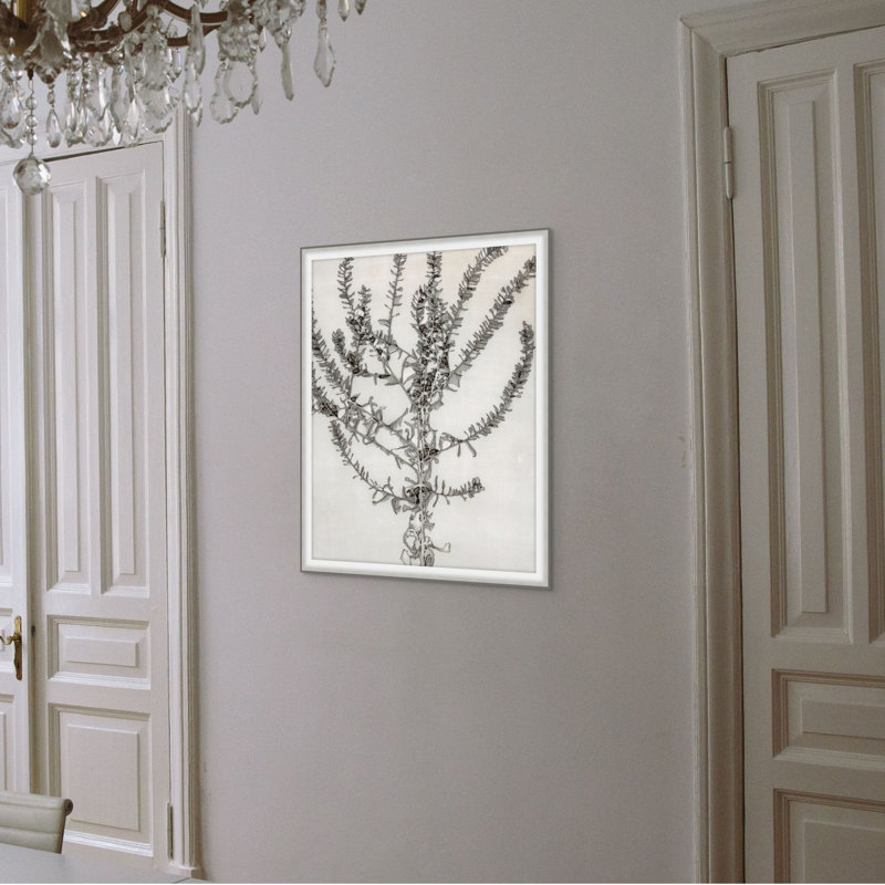 Plants & Flowers Print by Darrell Kincer, 13.75" H x 11.75" W
