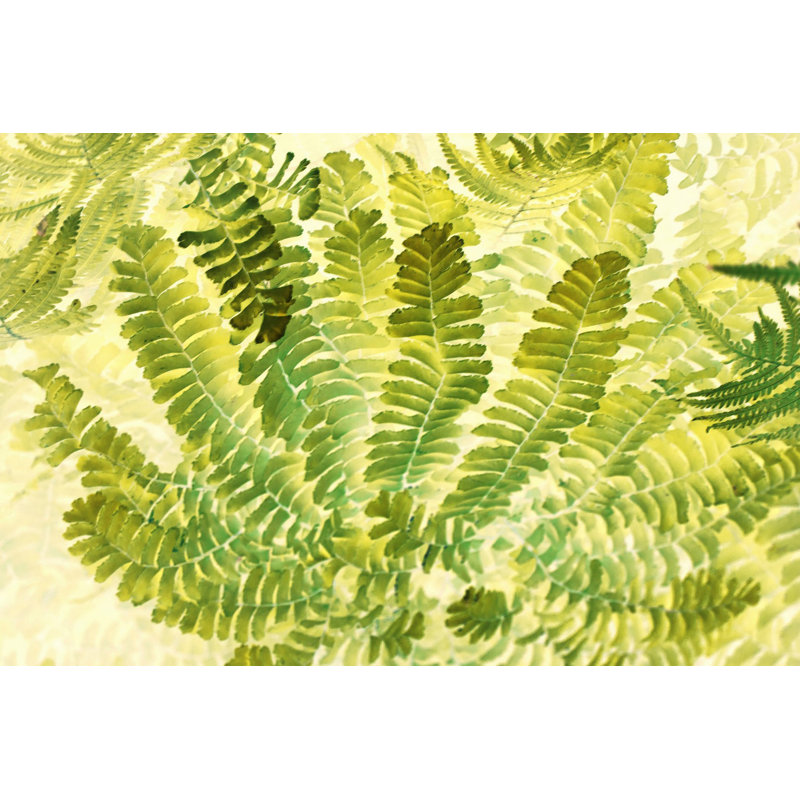 "Fern Fantasy I", reproduction sur toile tendue, H 20 po x l 30 po x P 1,5 po