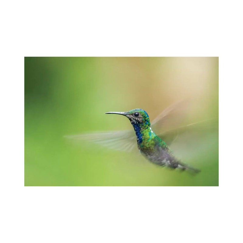 Costa Rica, Sarapiqui River Valley. Male White-Necked Jacobin Flying. by Jaynes Gallery - Wrapped Canvas Print