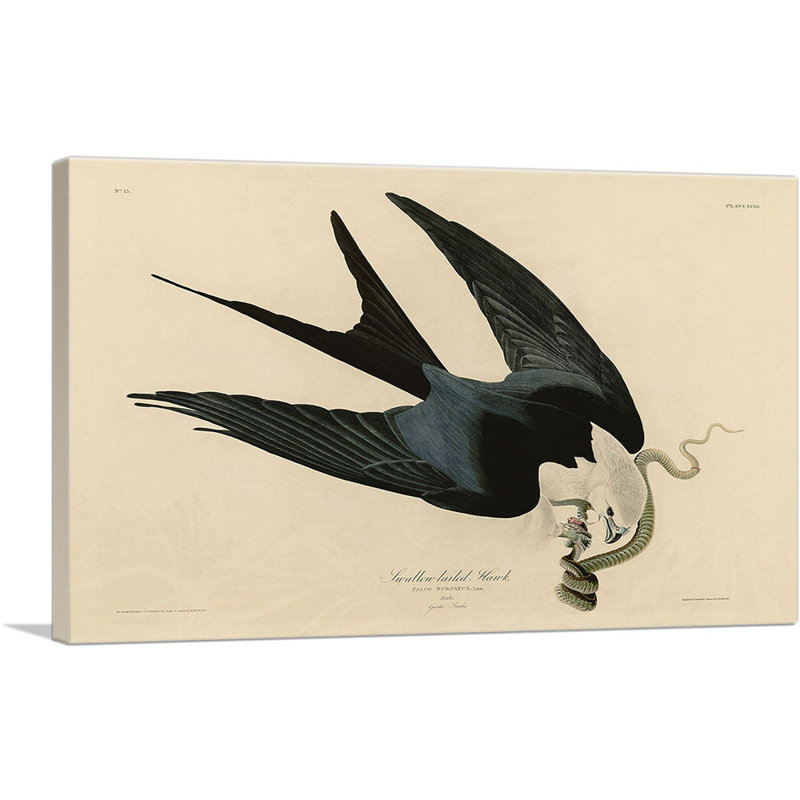 «Swallow-Tailed Hawk» par James Audubon, reproduction d'art sur toile tendue, H 26 po x l 40 po x P 0,75 po