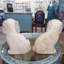 Staffordshire Dogs Figurine-1274232931