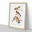 Grosbeak Birds by John Audubon - Picture Frame Painting Print-55608928-55608932