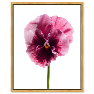 "Pink Pansy Bloom", impression murale encadrée à imprimé acrylique par Notoriart, cadre blanc, 20 x 24