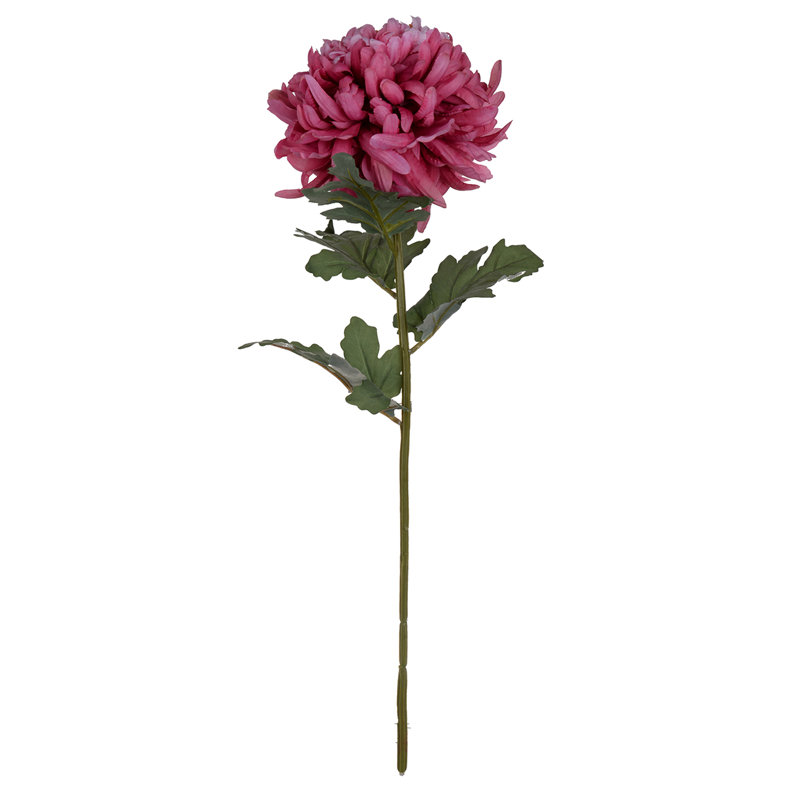Tige chrysanthemum, Fuchsia