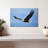 Brampt Gliding Bald Eagle-107689087