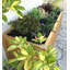 Westminster Teak Wood Planter
