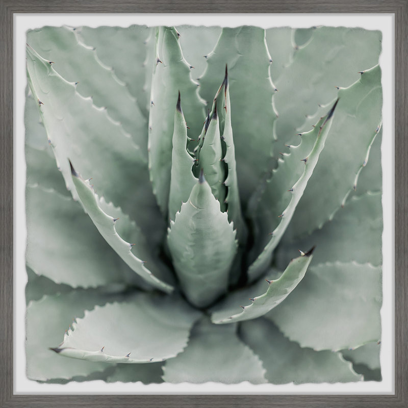 Toothed Leaf Succulent - Single Picture Frame Painting, 51 cm H x 51 cm W