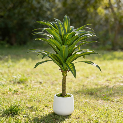 4.3' Artificial Dracaena Fragrans Corn Plant In Decorative White Ceramic Pot