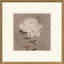 «Pretty as a pivoine I», art encadré
