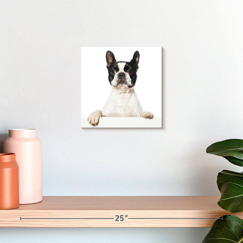 Crowle Boston Terrier, H 10 po x l 10 po