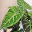 152.4cm Faux Plant in Pot Liner