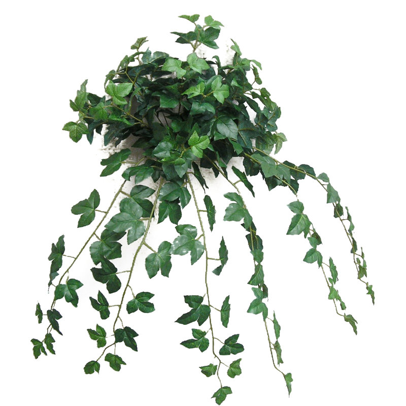 Plante suspendue érable lierre