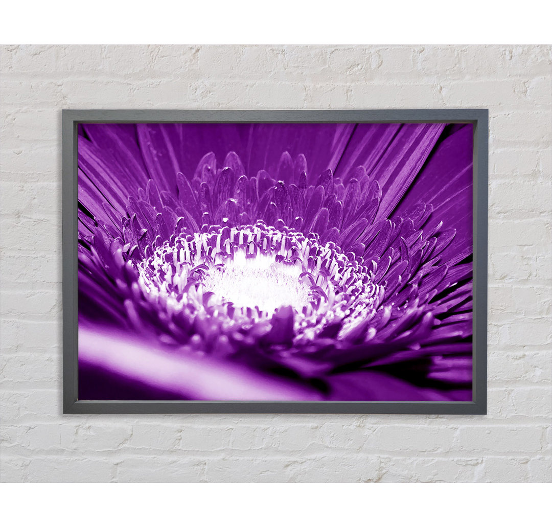 Gerahmter Kunstdruck Daisy Centre Purple