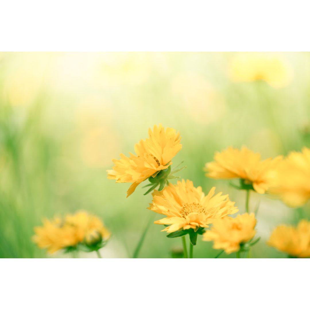 Blumen auf der Wiese von Jasmina - Leinwandbild