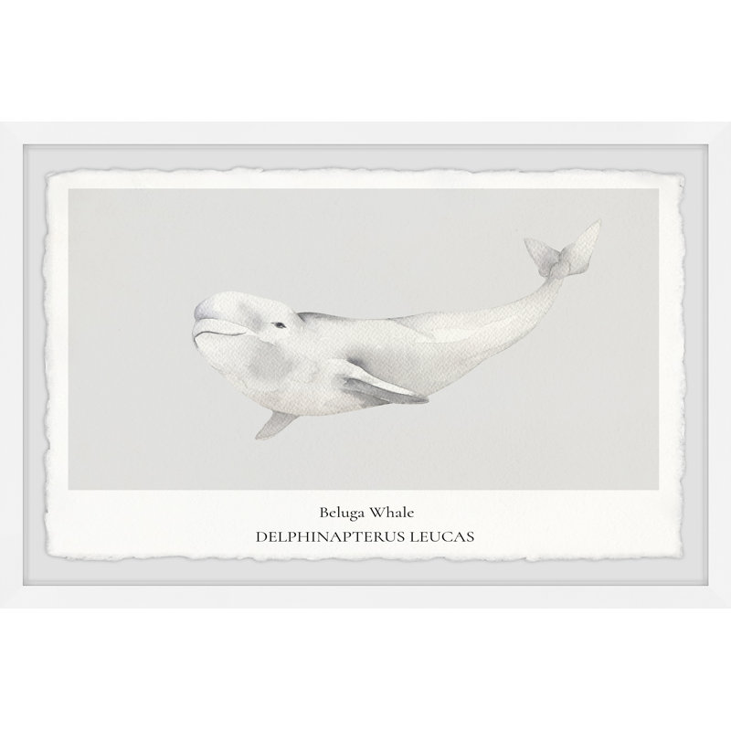 Beluga Whale by Marmont Hill - Single Picture Frame Print, 20cm H x 30cm W x 3.81cm D