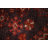 Vegetable Dye Traditional Area Rug 5x8